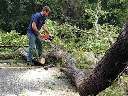 Trusted Sausalito, CA Tree Services Experts