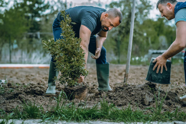 Tree and Shrub Care in Sausalito, CA